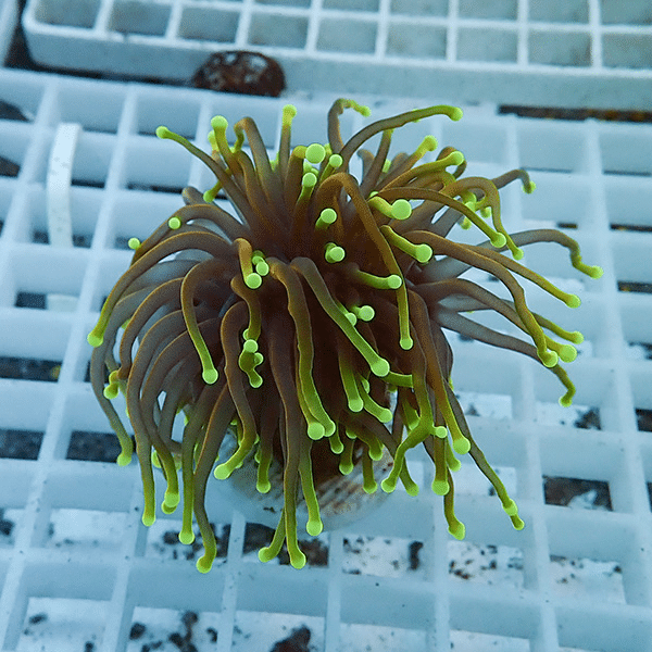 【サンゴ現物12】フラワーコーラルフラグ