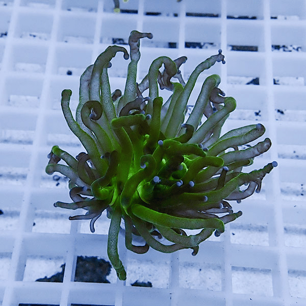 【サンゴ現物13】フラワーコーラルフラグ