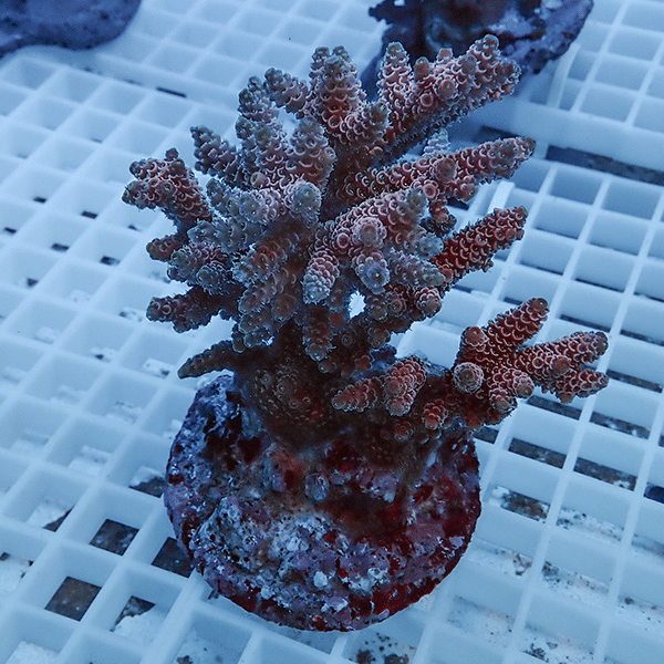 【サンゴ現物13】ブリードミドリイシ