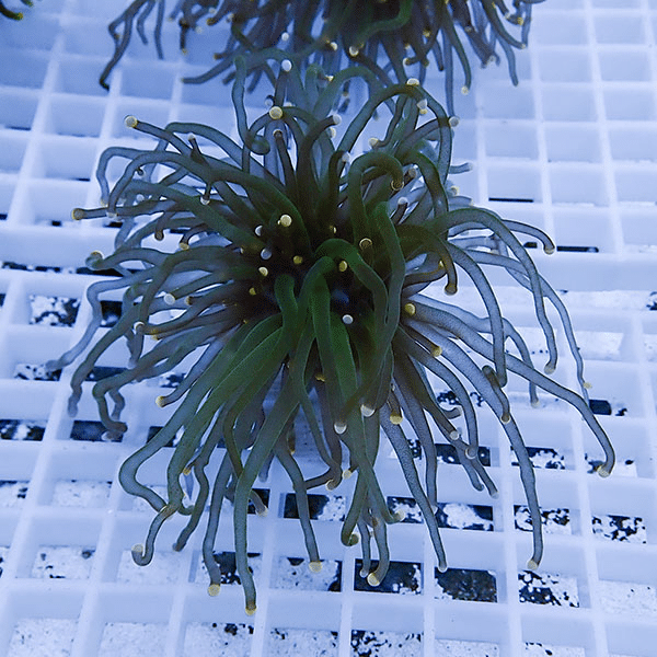 【サンゴ現物14】フラワーコーラルフラグ