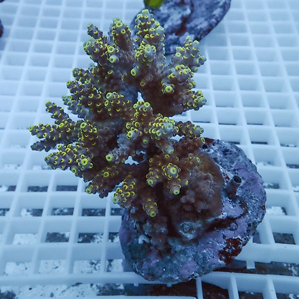 【サンゴ現物14】ブリードミドリイシ