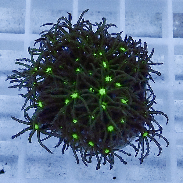 【サンゴ現物14】スターポリプ フラグ