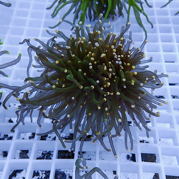 【サンゴ現物15】フラワーコーラルフラグ