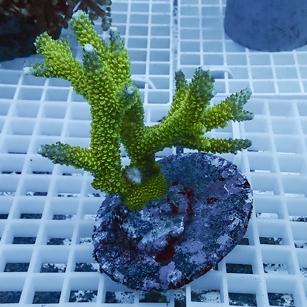 【サンゴ現物15】ブリードミドリイシ