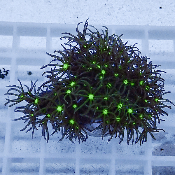 【サンゴ現物15】スターポリプ フラグ