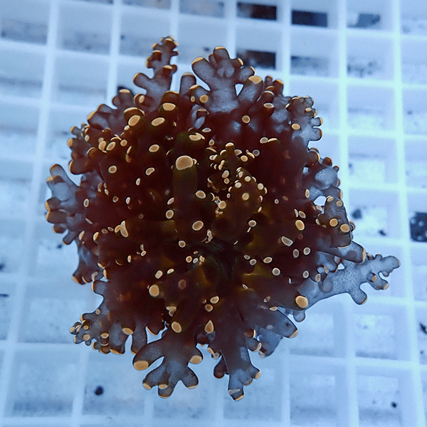 【サンゴ現物15】タコアシサンゴ フラグ