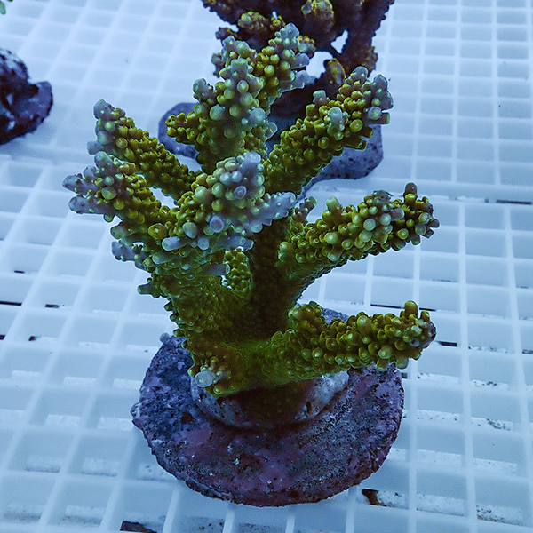 【サンゴ現物16】ブリードミドリイシ