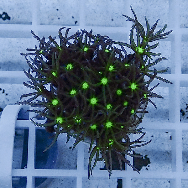 【サンゴ現物16】スターポリプ フラグ