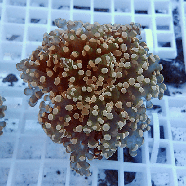 【サンゴ現物16】タコアシサンゴ フラグ