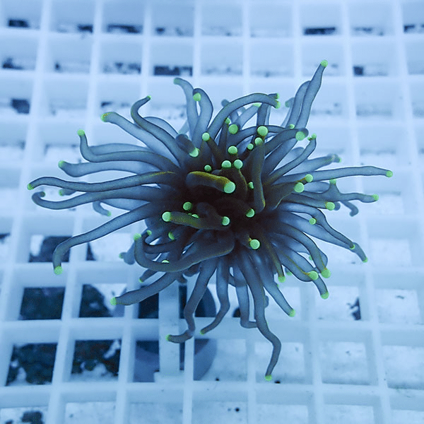 【サンゴ現物17】フラワーコーラルフラグ