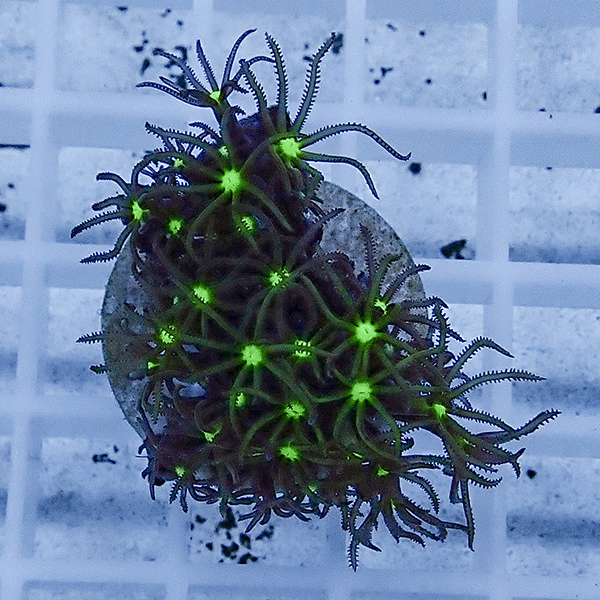 【サンゴ現物17】スターポリプ フラグ