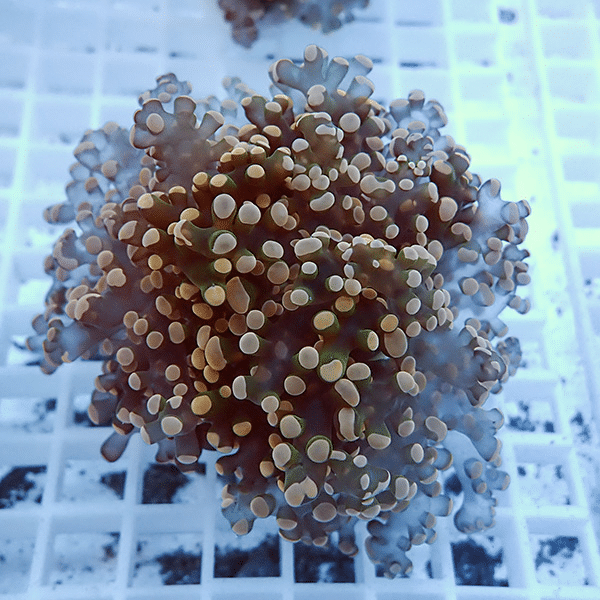 【サンゴ現物17】タコアシサンゴ フラグ