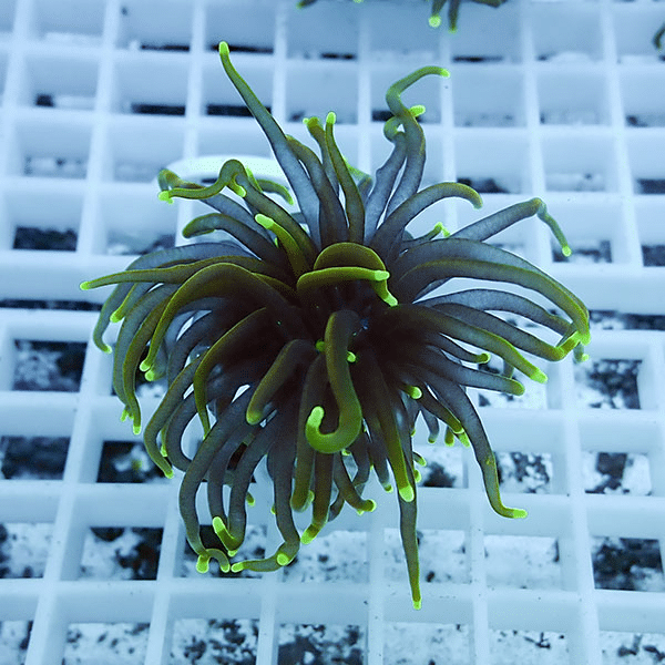 【サンゴ現物18】フラワーコーラルフラグ