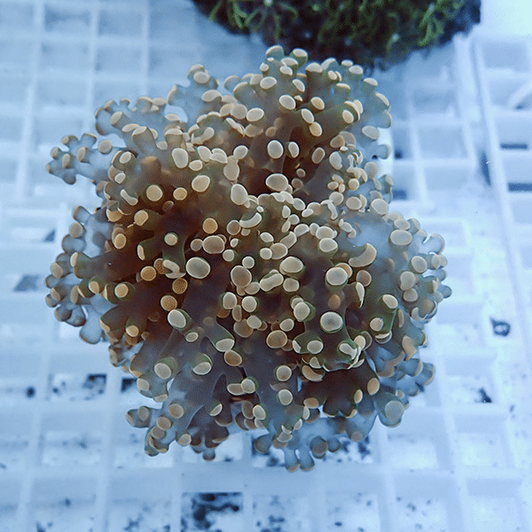 【サンゴ現物18】タコアシサンゴ フラグ