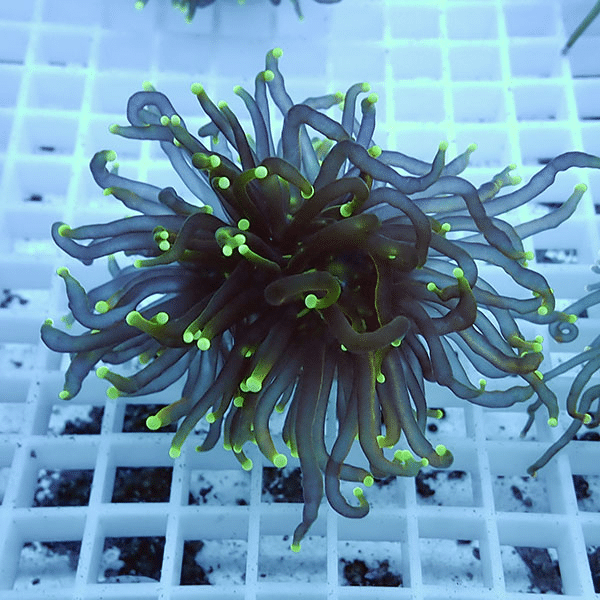 【サンゴ現物19】フラワーコーラルフラグ