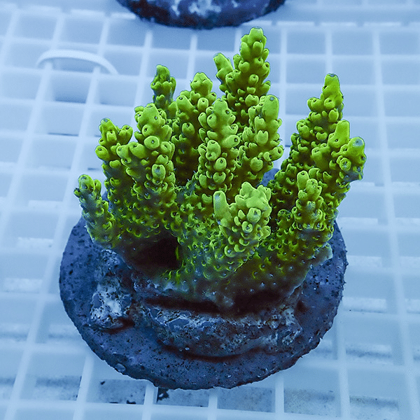 【サンゴ現物19】ブリードミドリイシ