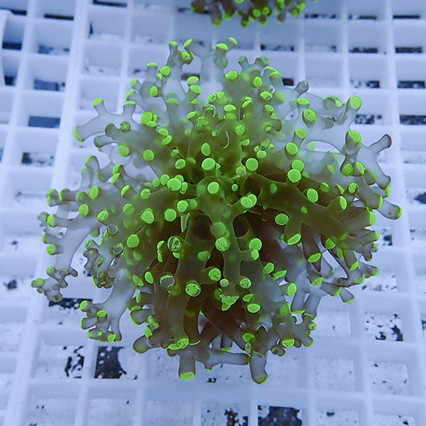 【サンゴ現物19】タコアシサンゴ フラグ