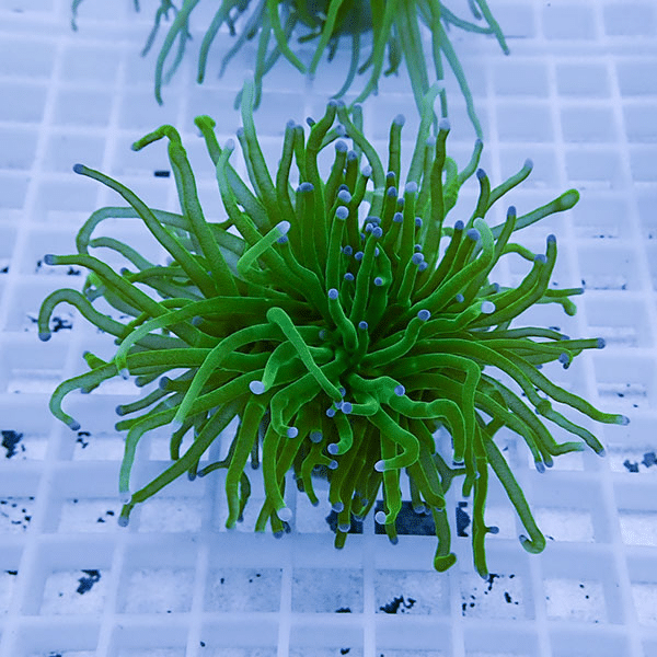 【サンゴ現物1】フラワーコーラルフラグ