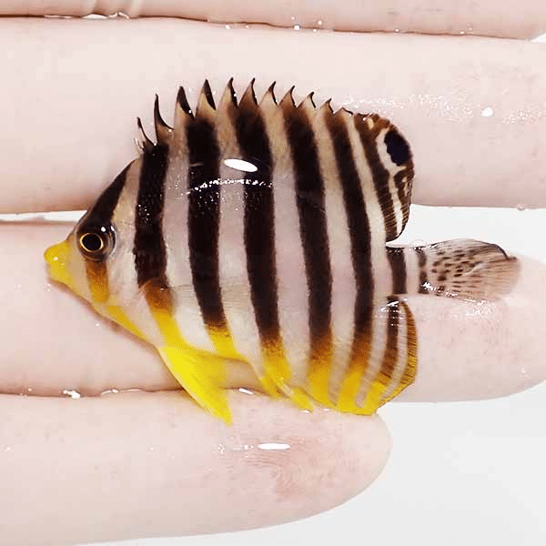 【現物1】シマヤッコ 5cm±