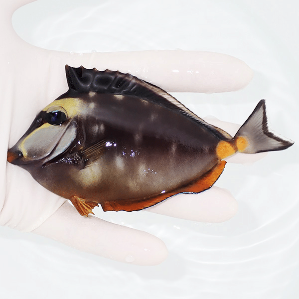 【現物3】ミヤコテングハギbig 13cm±