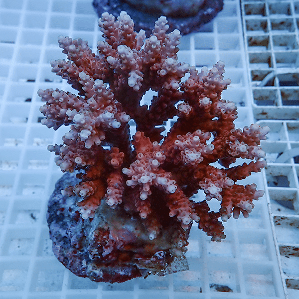 【サンゴ現物1】ブリードミドリイシ