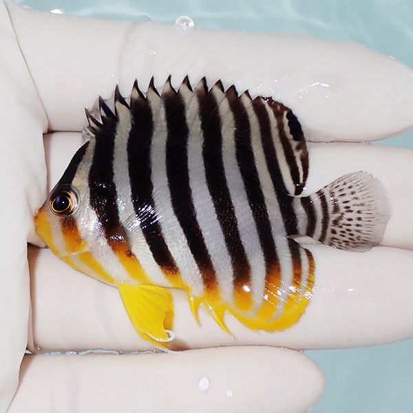 【現物1】シマヤッコ 5.5cm±