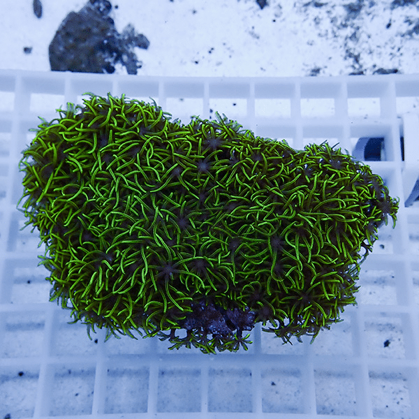 【サンゴ現物1】スターポリプ