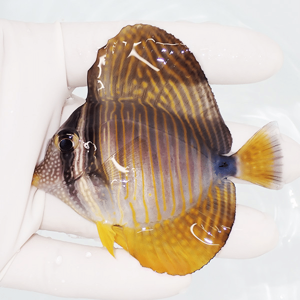 【現物1】インディアンセルフィンタン 7.5cm±