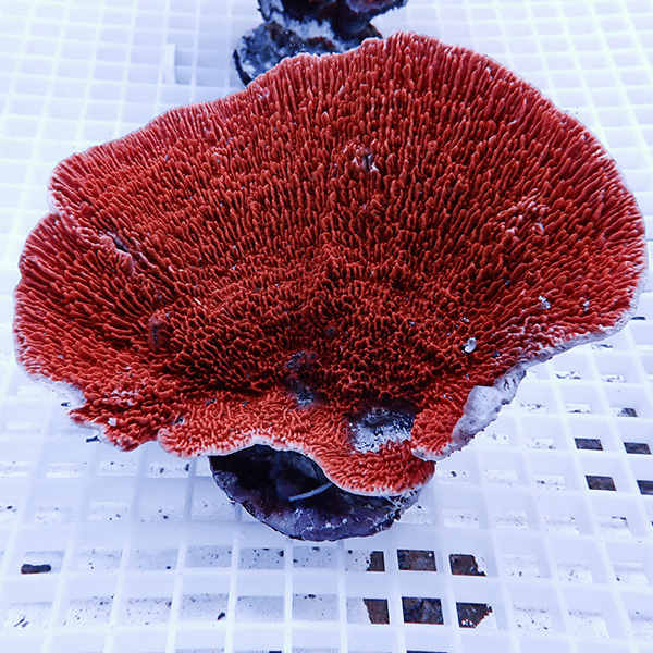 【サンゴ現物1】ウスコモンサンゴ ブリード