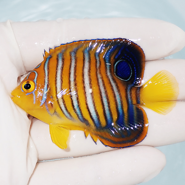 【現物1】モルディブ産インドニシキヤッコ 6.5cm±