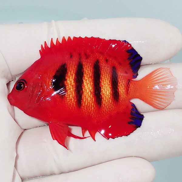 【現物1】ヒレかけあり フレームエンゼル 6cm