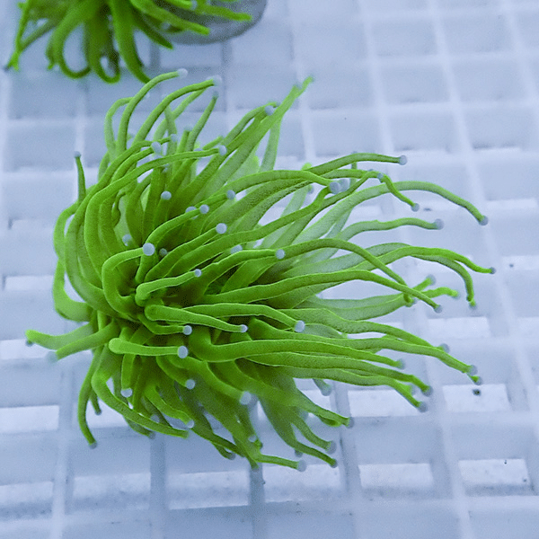 【サンゴ現物1】フラワーコーラルフラグ