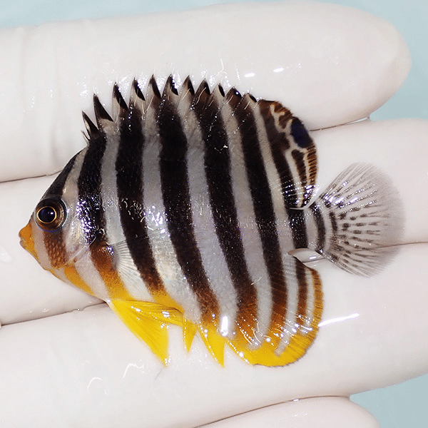 【現物1】シマヤッコ 5cm±