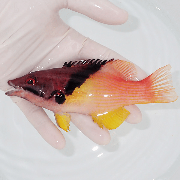 【現物】特大 ケサガケベラ 15cm±