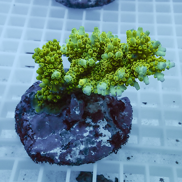 【サンゴ現物20】ブリードミドリイシ