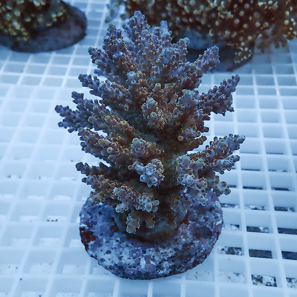 【サンゴ現物21】ブリードミドリイシ