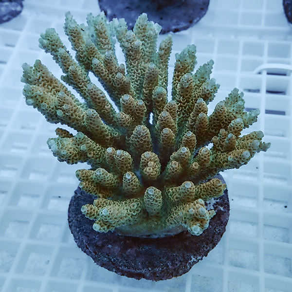 【サンゴ現物22】ブリードミドリイシ