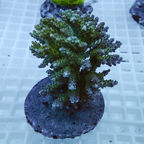 【サンゴ現物23】ブリードミドリイシ