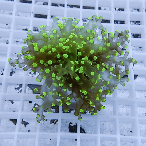 【サンゴ現物23】タコアシサンゴ フラグ