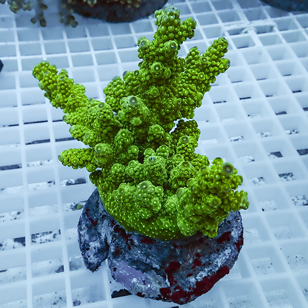 【サンゴ現物24】ブリードミドリイシ