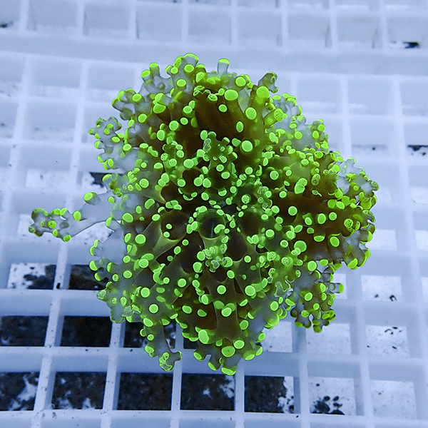 【サンゴ現物24】タコアシサンゴ フラグ