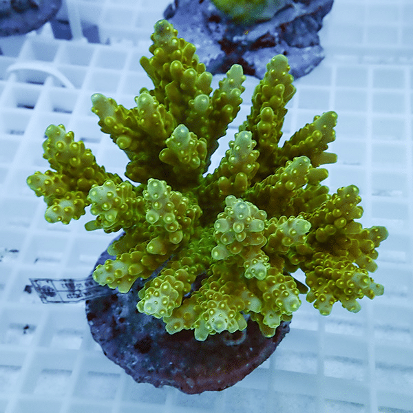 【サンゴ現物25】ブリードミドリイシ