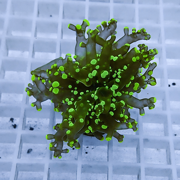 【サンゴ現物25】タコアシサンゴ フラグ