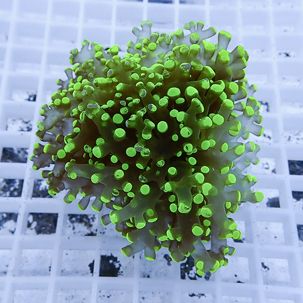 【サンゴ現物27】タコアシサンゴ フラグ