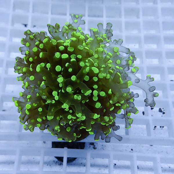 【サンゴ現物28】タコアシサンゴ フラグ