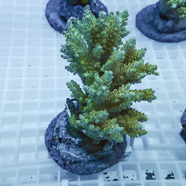 【サンゴ現物29】ブリードミドリイシ