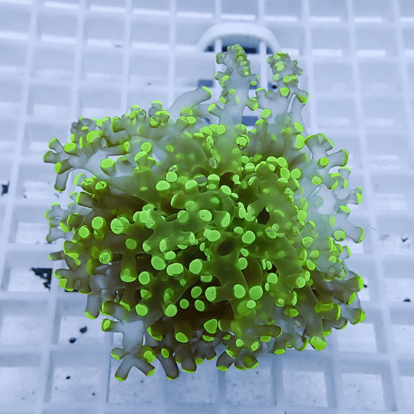 【サンゴ現物29】タコアシサンゴ フラグ