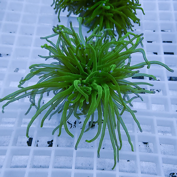 【サンゴ現物2】フラワーコーラルフラグ