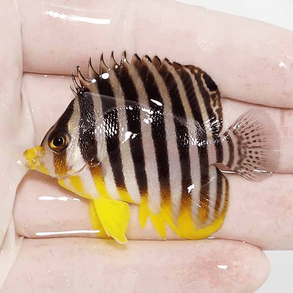【現物2】シマヤッコ 5.5cm±