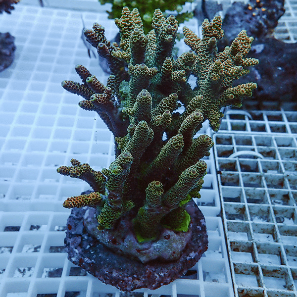 【サンゴ現物2】ブリードミドリイシ